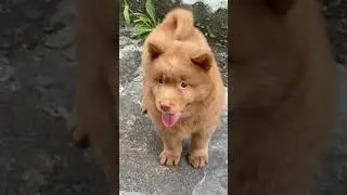 ⚠️ OMG! So Cute Dogs/Puppies - Best Funny Dog Videos 2021 ||| Amazing Dog Videos #Shorts