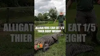 1/5 THEIR BODY WEIGHT! #shorts #alligators #wildlife