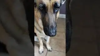 Boop the snoot! #fypシ #viral #boopthesnoot