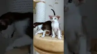 коты #katha #cat #видосыоткота #catlover #веселыекоты #cute #kitten