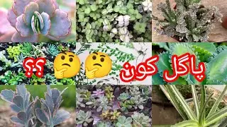 Different types of Plants for sale / plants packing deliver to other cities@Myowngarden141 .