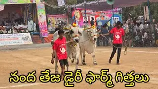 రెంటచింతల జూనియర్స్ 3జత. నంద తేజ డైరీ ఫామ్.డాక్టర్ విప్పర్ల వెంకటేశ్వర్లు గారు. హనుమాన్ జంక్షన్