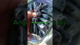 Anggur tanpa biji | Sweet Sapphire | Moondrop