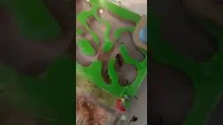Petit suivi &eacute;levage.