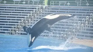 Kalia Training Session - SeaWorld San Diego - August 7, 2024