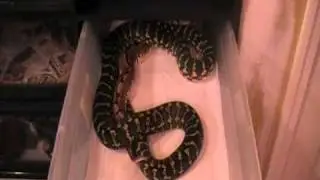 hybrid breeding