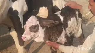 Ghulab#afzal Khan #subscribe #youtube #vellamunda#love #animals #viralvideo #villagelife #views #