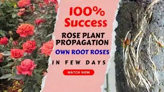 How to Propagate Rose Plants at Home | 100% Successful Own Root Rose Plant