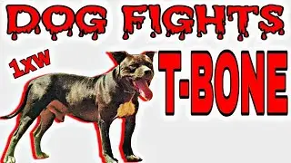 Dog fighting - History T-BONE 1xw ROM/POR #dogfights #pitbull #apbt
