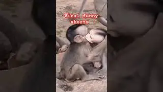 monkey funny shorts||monkey||bandar||#shorts #funny
