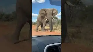 Family on safari in malaria-free Marakele #shortsyoutube