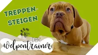 Treppensteigen: Hilfreiche Tipps und Tricks | Der Welpentrainer | sixx