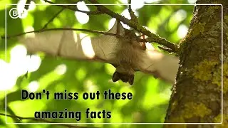 Don't miss out these amazing facts