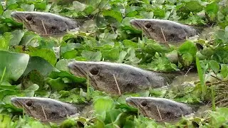 Amazing founding a lot of snakehead fish under grass mud dry season