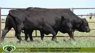 CORRAL 25 S171   S241 DON FELIPE