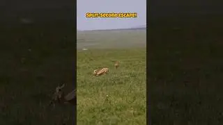 Impala's Incredible Escape from a Charging Cheetah | Wildlife in Action