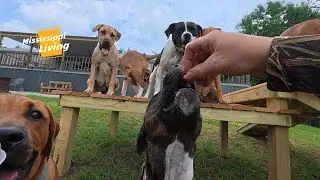 Another Dog Training Session DID THEY IMPROVE???
