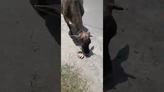 cow eating #shorts india#shots# youtubeshorts #animals lovers#help