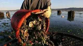 Live Ocean forecast shows Puget Sound condition changes