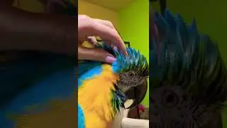 Милий птах #funnybirds #uabirds #birds
