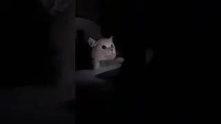 #funnycatreaction#short#youtubeshort