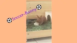 ⚽️Soccer (Football) Rabbit #Shorts Funny video about animals rabbit bunny