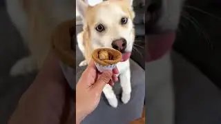 Ice-Cream Cone Interactive Nosework Toy| #dogtoys #puppytoys #interactivetoys #noseworktoys #shorts