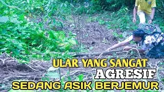 ULAR PHYTON KE PERGOK