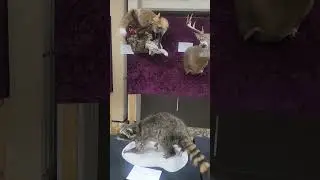 Minnesota Taxidermy Guild Show 2025