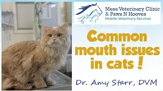 What&rsquo;s up with my cat&rsquo;s mouth???