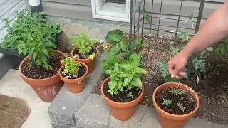 Garden with me in Zone 3 Alberta South garden
