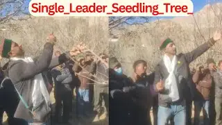 Dimple panjta pruning tips Seedling tree Prunning technique  Kinnaur camp Latest video