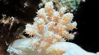 Phyllodesmium koehleri (solar-powered) nudibranch in Romblon - Philippines , July 2024