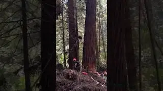 Jungle time #ytshorts #wood #shortsfeed #tree #stihl #ytshorts #viral #chainsaw #chainsawman #yt