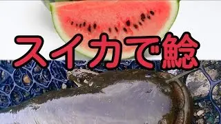 ナマズ釣り スイカで釣る !