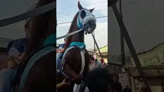Waw Ada Paijo Jingkrak Di  Pasar Kenayan Padureso@Alvitoreloadchannel