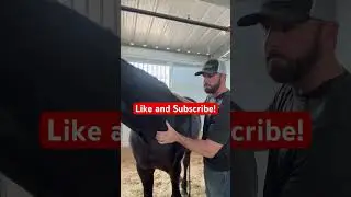 Relieving deep lower neck pain in this horse using targeted equine chiropractic care and bodywork.