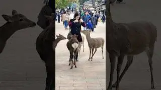 &ldquo;Nara Park Ke Deer Ne Tourist Ko Gher Liya 😱🦌 | Japan Viral Moment&rdquo;#short