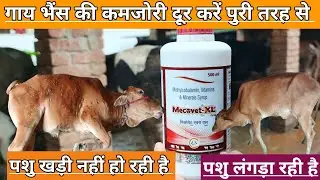 Use Veterinary Mecovet-XL Syrup | गाय भैंस बैठ गई उठ नहीं रही है क्या करें | पशुओं की कमजोरी दुर करे