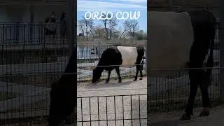 OREO COW