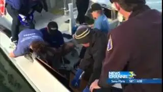 Ventura Harbor Sea Lion Rescue