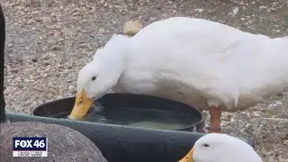 Indian Trail rescue says ducks were being used as target practice
