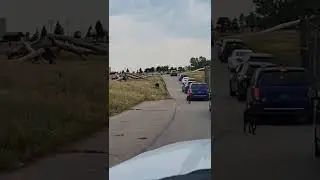 Grizzly bear scaring away wolves!