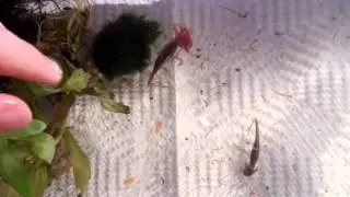 Feeding larval salamanders