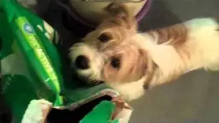 DOG EXCITED TO EAT