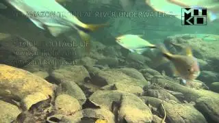 Amazon Tropical River Underwater Stock HD Video Footage 2