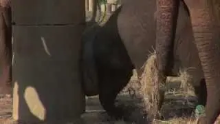 Baby elephant play with a tire part 2