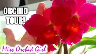 All my Orchids in bloom or spike - Join me on an Orchid tour!