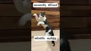 #explore #ceylon #2023 #foryou #srilanka #srilanka #viral #1million #cat #catlover #everyone #cats