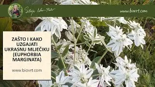 Kako i za&scaron;to uzgajati ukrasnu mlječiku (Euphorbia marginata)?